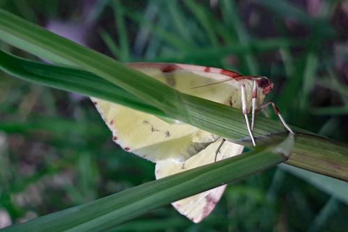 Opisthograptis luteolata